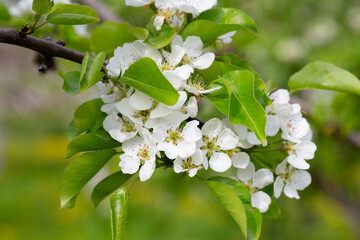 Beautiful pear tree flowers in spring. White bloom of a pear tree. Close up