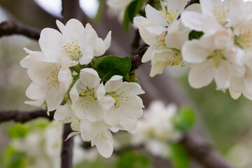 Fluffy and cute white plum blossoms in spring