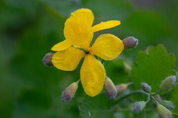 Celandine (Chelidonium majus) with leaves and yellow flowers, growing in the wild close up