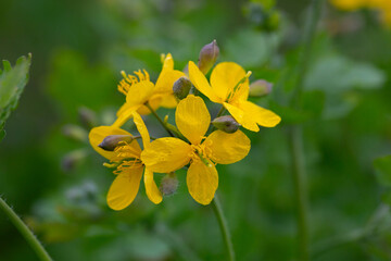 Celandine (Chelidonium majus) with leaves and yellow flowers, growing in the wild close up