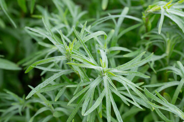 Silver green Wormwood leaves background. Artemisia absinthium, absinthe wormwood plant in herbal kitchen garden, close up, macro