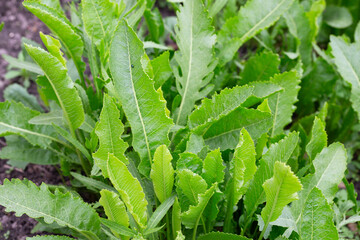 Horseradish with green leaves grows in open organic soil