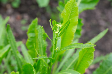 Horseradish with green leaves grows in open organic soil