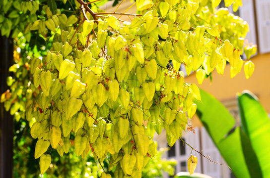 Yellow koelreuteria seed pods hanging delicately from tree branch in bright sunny natural light - Powered by Adobe