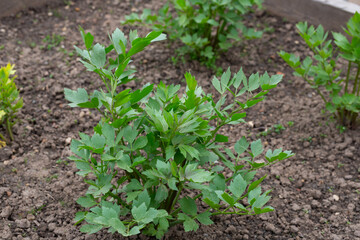 Spices and Herbs, Lovage plant (Levisticum officinale) growing in the garden
