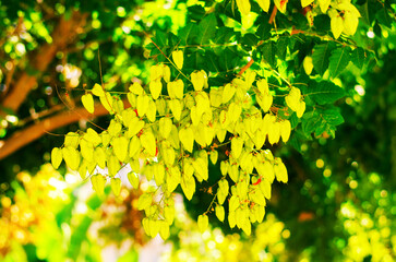 Bright yellow seed pods of koelreuteria hanging on tree branch during sunny day in natural setting