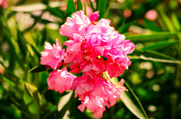 Bright pink oleander flowers in full bloom against sunlit green foliage in vibrant natural garden