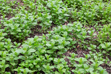 Spices and Herbs, Lovage plant (Levisticum officinale) growing in the garden