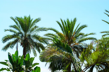 Tall palm trees with lush green leaves standing against clear bright blue sky in sunny tropical...