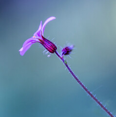 A minimalist flower arrangement.