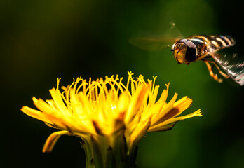 Bee on yellow flower