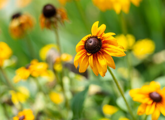 Rudbeckia flower close-up in a garden..