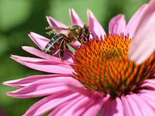 Bee on Echinacea purpurea flower, close up view