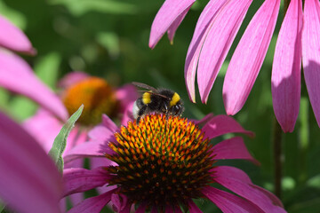 Bumblebee on Echinacea purpurea flower