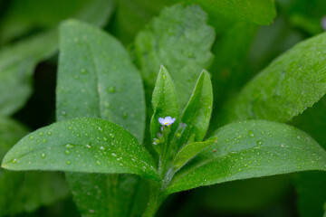 Myosotis sparsiflora flower plant in spring or summer nature outdoor, close-up.