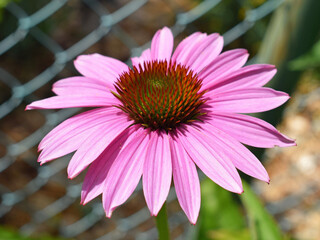 Echinacea purpurea flower close up