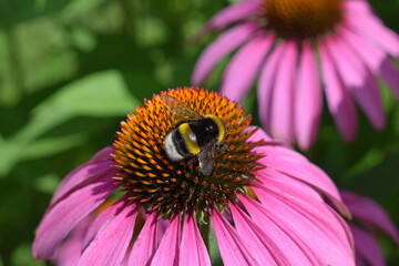 Bumblebee on Echinacea purpurea flower