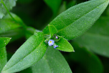 Myosotis sparsiflora flower plant in spring or summer nature outdoor, close-up.