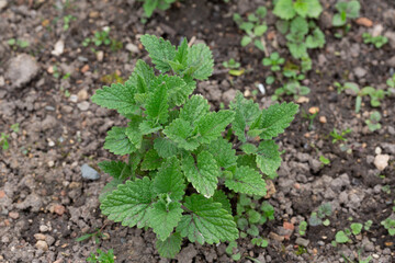 Napeta Cataria, Mint Family, Nepetalactone Cat Behavior, Happy Cat. A bush with green leaves grows in the garden.