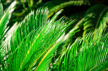 Close up of bright green palm leaves illuminated by sunlight showing natural texture and vivid...