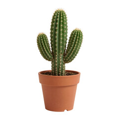 Isolated columnar cactus with spines in terracotta pot against plain surroundings on transparent