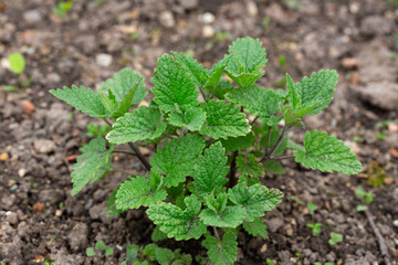 Napeta Cataria, Mint Family, Nepetalactone Cat Behavior, Happy Cat. A bush with green leaves grows in the garden.