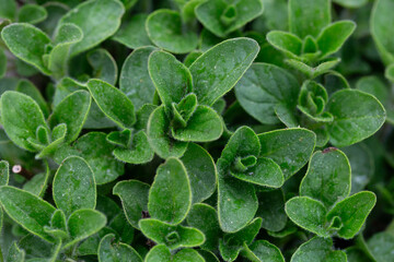 Grow Oregano Plants in the Garden. Oregano plants care background