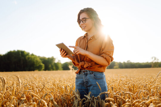 A beautiful female farmer with a digital tablet in a golden wheat field. A female agronomist checks the quality and growth of crops in an agricultural field. Concept of technology, rich harvest.