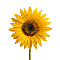 Fototapeta premium Single Bright Yellow Sunflower With Dark Brown Center Isolated Transparent Background