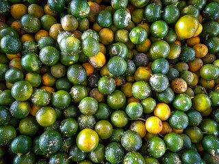 kalamansi, kuching, sarawak, borneo, malaysia