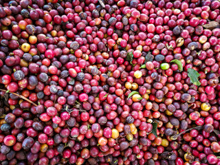 ripe red coffee beans, colombia