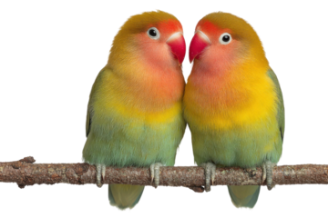 Lovebirds bonding on a branch nature scene close-up photography. Isolated on transparent background, png.