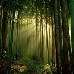 Sunlight streams through bamboo forest