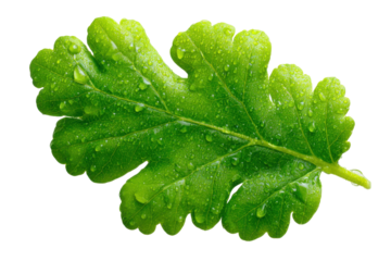 Raindrop-drenched oak leaf close-up nature green environment. Isolated on transparent background, png.