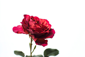 a single red rose is in a vase