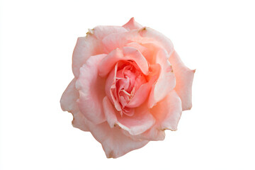 a pink rose is shown on a white background