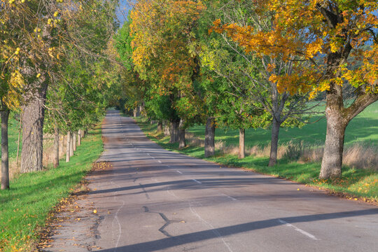 View of a road stretches into the distance, lined with trees displaying autumn colors, creating a vibrant and scenic pathway, Mo&Aring;&iexcl;ovce, Slovakia.