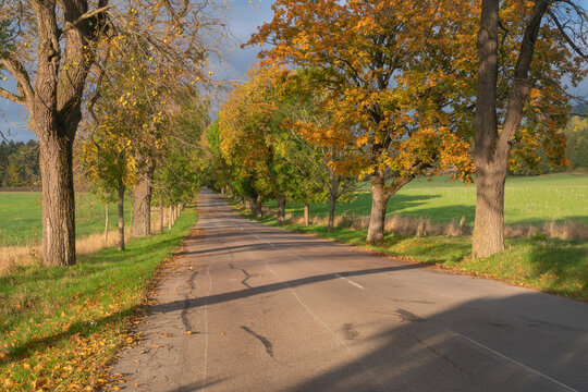 View of a cracked asphalt road lined with trees displaying vibrant autumn foliage casting long shadows, creating a picturesque scene, Mo&Aring;&iexcl;ovce, Slovakia.