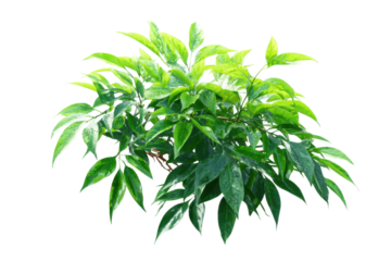 Lush green plants in bright light indoor botanical photography. Isolated on transparent background, png.
