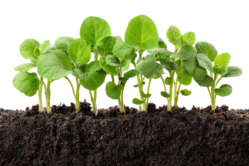 Seedling growth in rich soil nature photography close-up view. Isolated on transparent background, png.