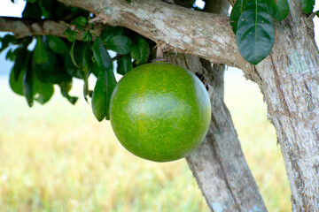 Crescentia cujete (calabash tree, berenuk), Fruit, Round and green fruit, Depending on the trunk