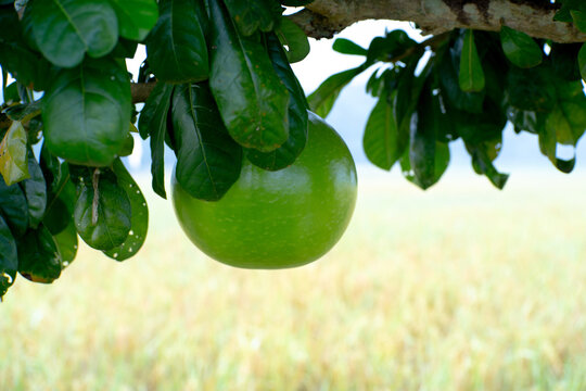 Crescentia cujete (calabash tree, berenuk), Fruit, Round and green fruit, Depending on the trunk