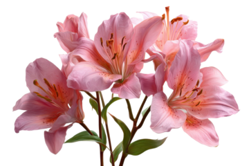 Vibrant pink lily bouquet nature floral arrangement. Isolated on transparent background, png.