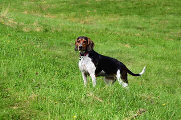 Treeing Walker Coonhound