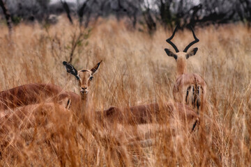 Herd of impala antelope with prominent horns grazing in tall golden grassland of African bushveld...