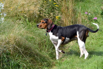 Treeing Walker Coonhound