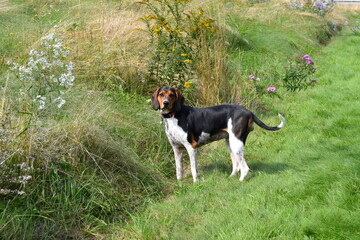 Treeing Walker Coonhound
