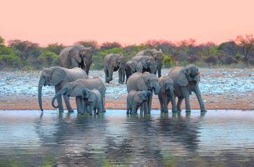 A group of elephant families go to the water's edge for a drink - African elephants standing near...