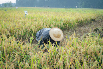 Farmers are harvesting rice, Asian farmers, Farmers' rice harvest.