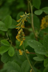 Yellow Crotalaria pallida flowers bloom against a soft green background.